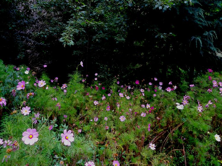 DSC03307.JPG