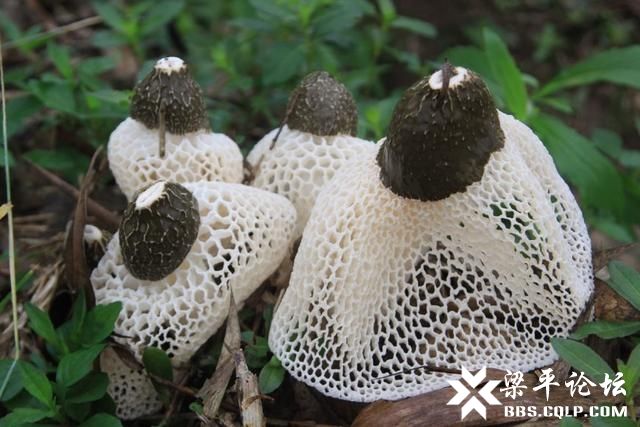 90后重庆美女学医后回乡种竹荪菌,年入60万家人却担心找不到对象