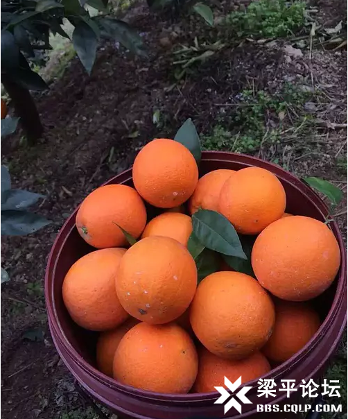 奉节脐橙.png